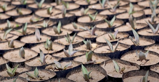 Reforestación Agave Valenciana